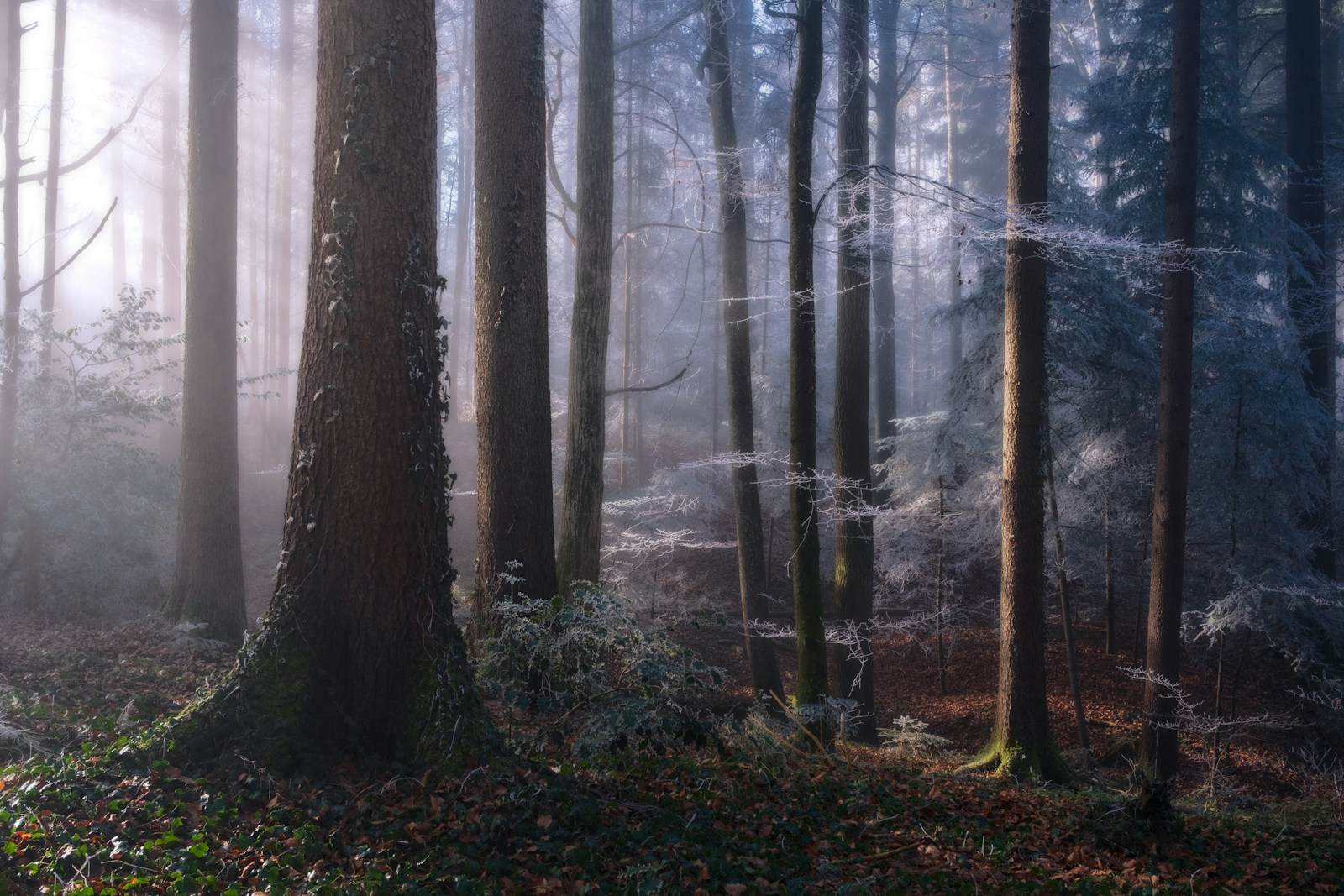 Forêt givrée traversée par une lumière douce d’hiver