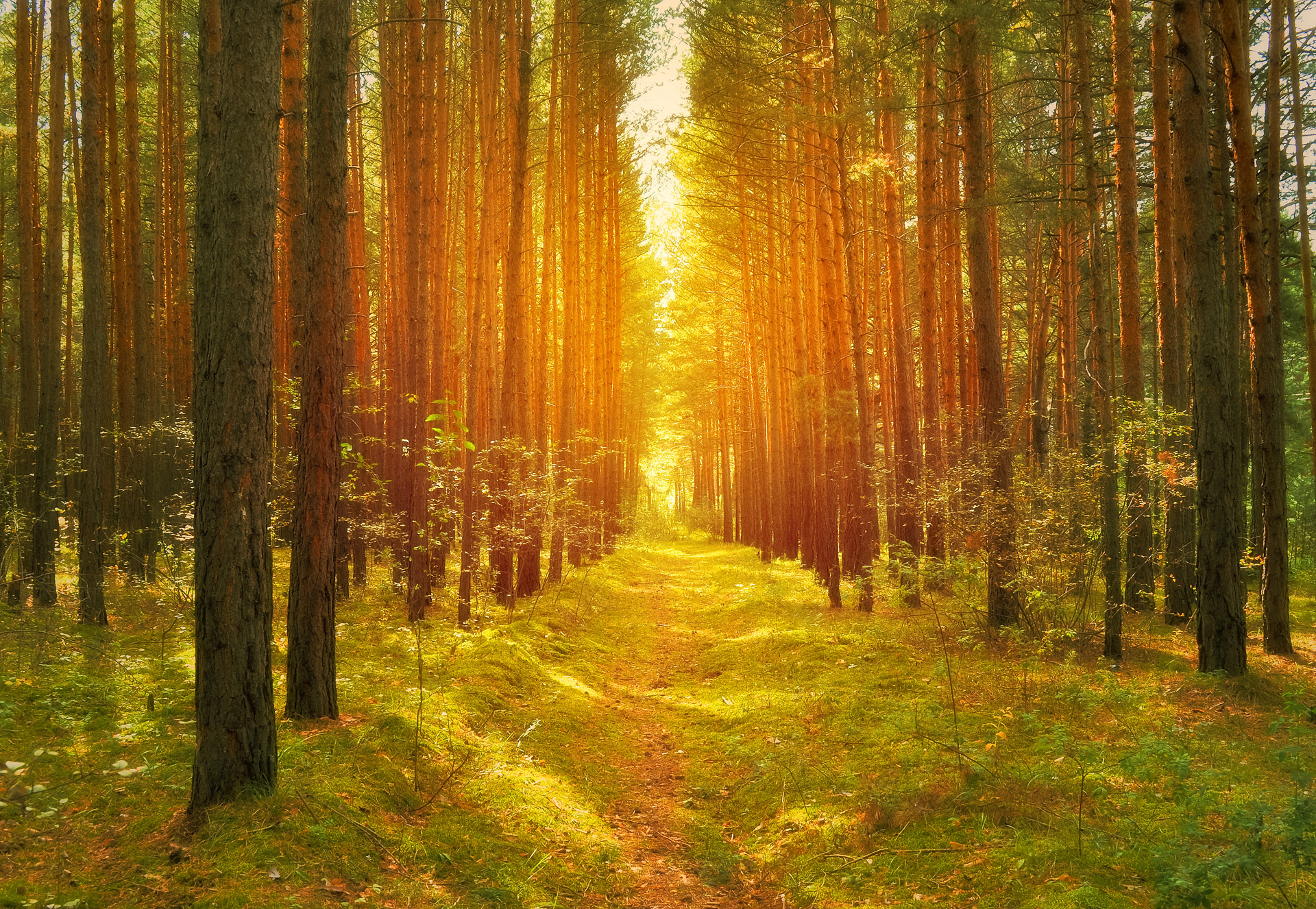 Le chemin