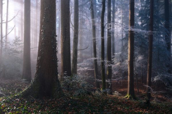 Forêt givrée traversée par une lumière douce d’hiver